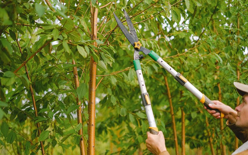 Tree trimming in Umatilla, OR